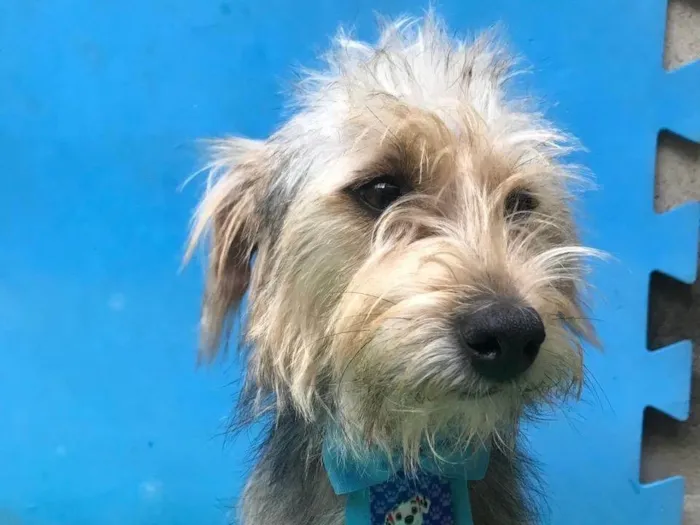 Cachorro ra a SRD-ViraLata idade 1 ano nome Coragem 