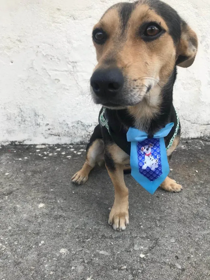 Cachorro ra a Basset-Cofap idade 1 ano nome Fred