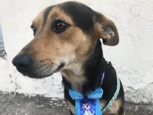 Cachorro raça Basset-Cofap idade 1 ano nome Fred