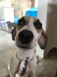 Bernardo