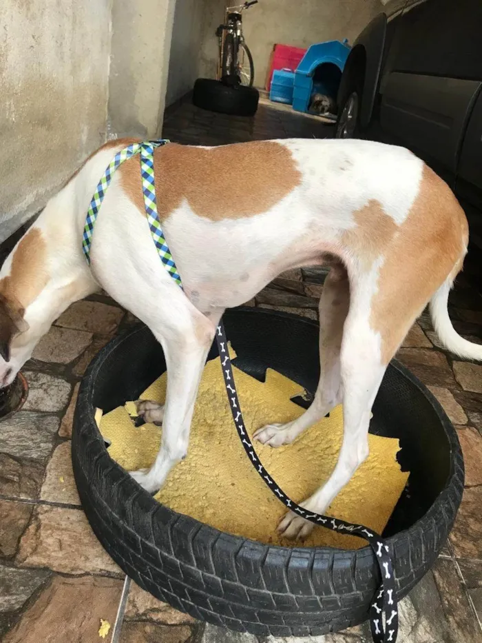 Cachorro ra a SRD-ViraLata idade 1 ano nome Bernardo