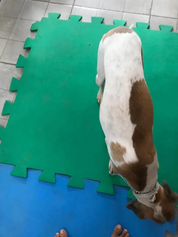 Cachorro ra a SRD-ViraLata idade 1 ano nome Bernardo
