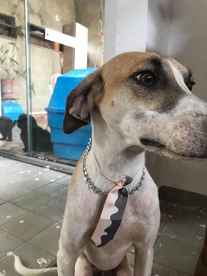 Cachorro ra a SRD-ViraLata idade 1 ano nome Bernardo