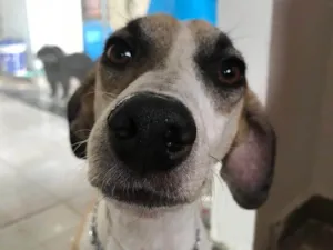 Cachorro raça SRD-ViraLata idade 1 ano nome Bernardo