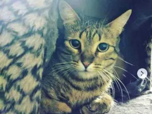 Gato raça SRD idade 6 ou mais anos nome Pituxa