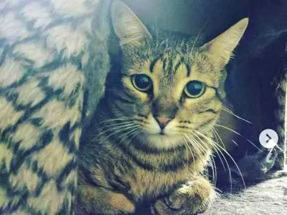 Gato ra a SRD idade 6 ou mais anos nome Pituxa