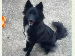 Cachorro raça Border collie idade 2 anos nome Luna