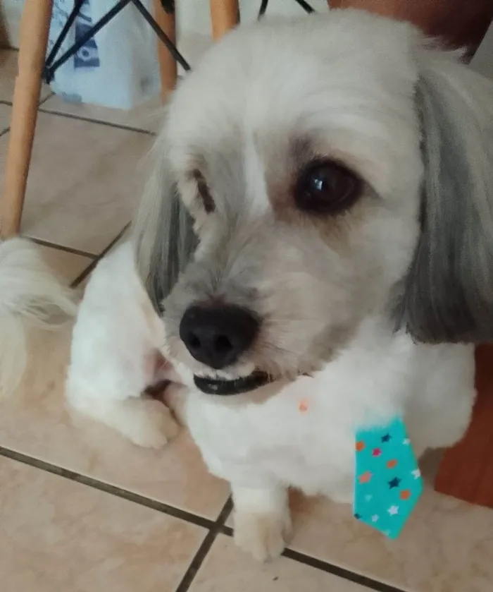 Cachorro ra a Shitzu idade 6 ou mais anos nome lupi