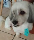 lupi