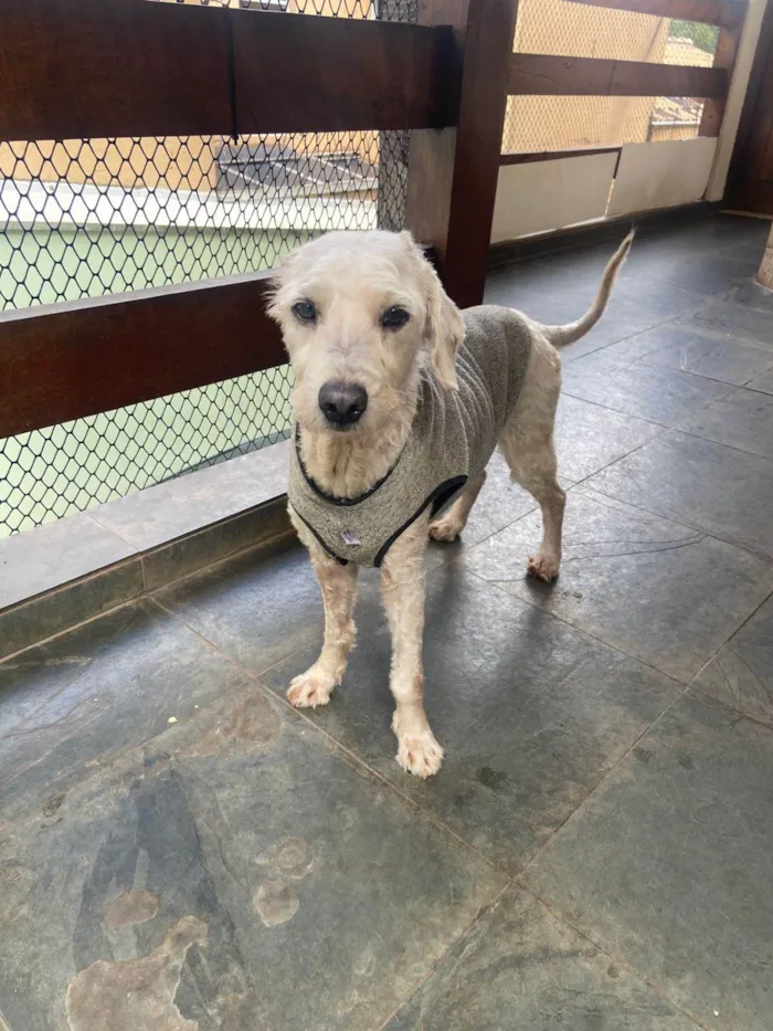 Cachorro ra a Shitzu idade 6 ou mais anos nome lupi