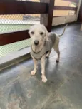 lupi