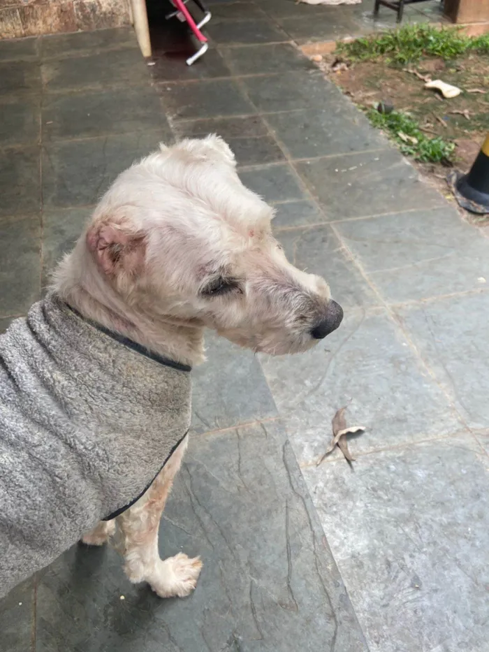 Cachorro ra a SRD-ViraLata idade 6 ou mais anos nome GUERREIRO