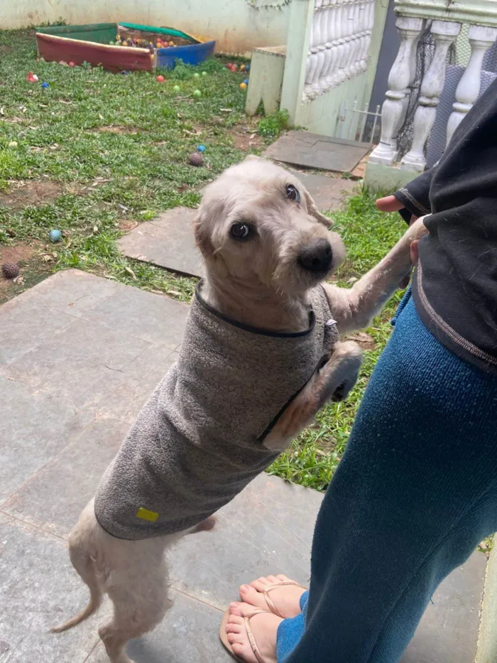 Cachorro ra a SRD-ViraLata idade 6 ou mais anos nome GUERREIRO