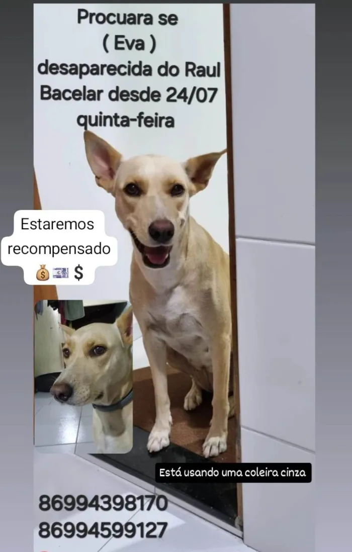 Cachorro ra a SRD-ViraLata idade 4 anos nome Eva