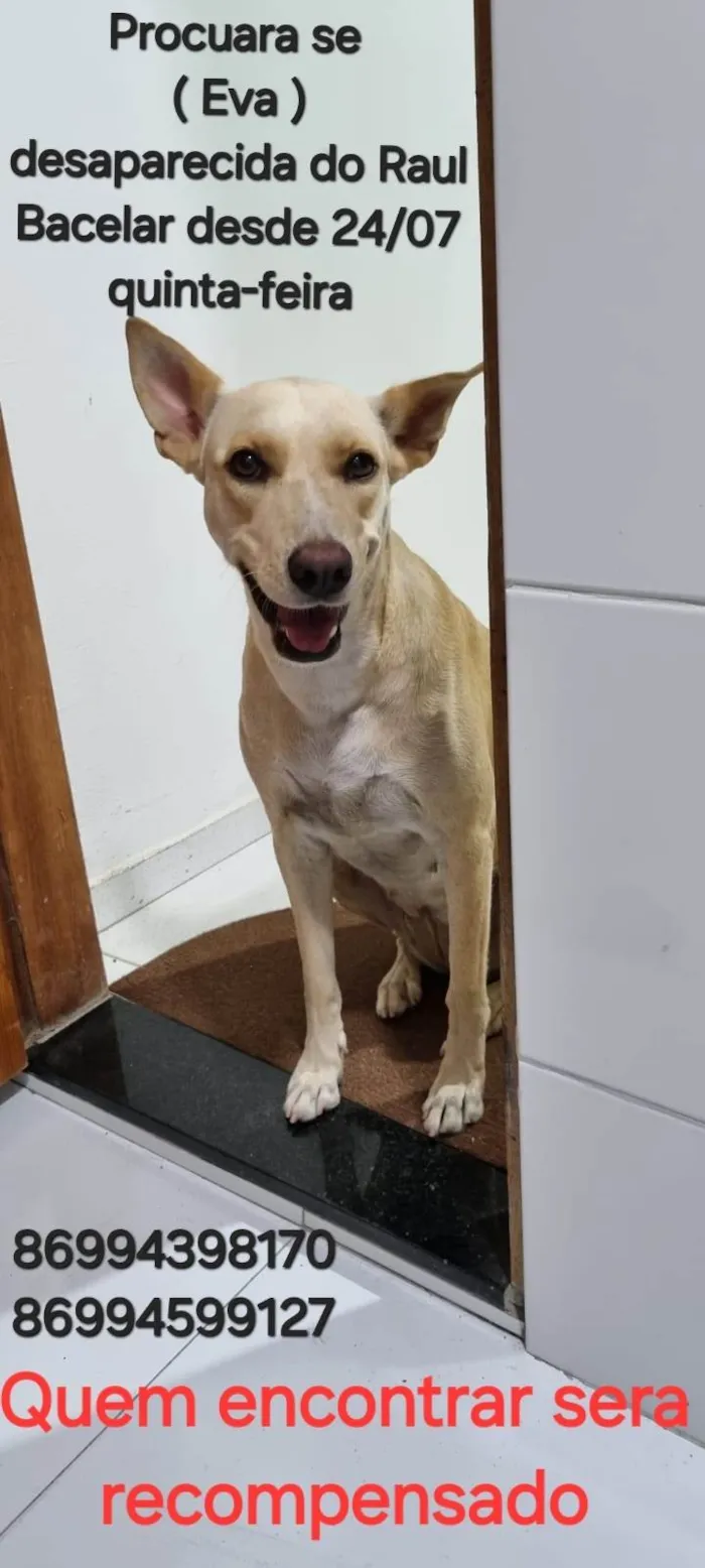 Cachorro ra a SRD-ViraLata idade 4 anos nome Eva
