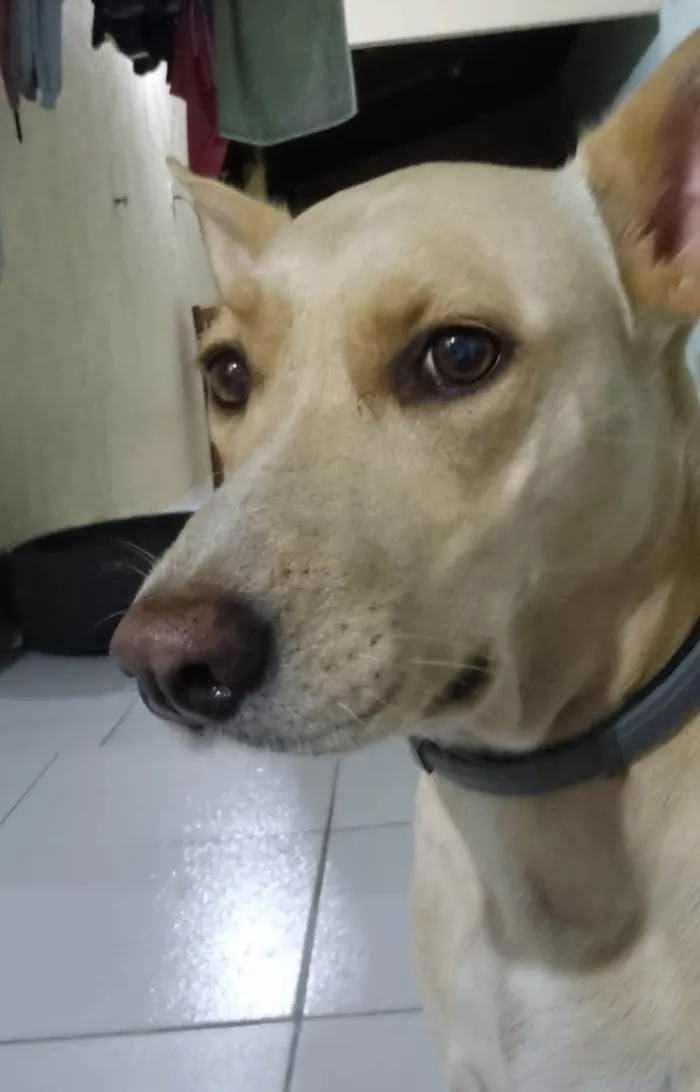 Cachorro ra a SRD-ViraLata idade 4 anos nome Eva