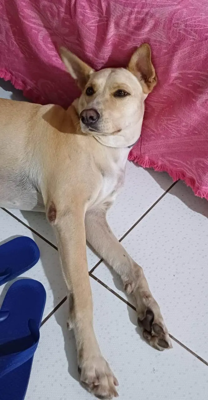 Cachorro ra a SRD-ViraLata idade 4 anos nome Eva