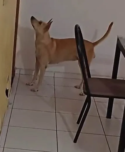 Cachorro ra a SRD-ViraLata idade 4 anos nome Eva