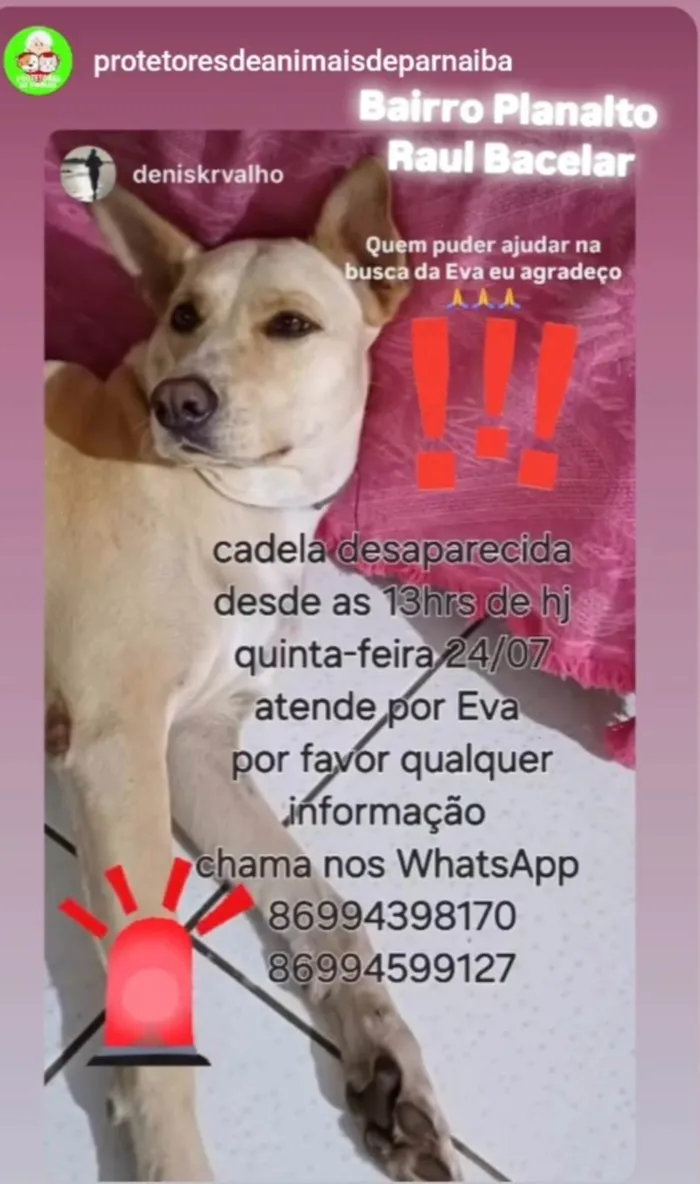 Cachorro ra a SRD-ViraLata idade 4 anos nome Eva