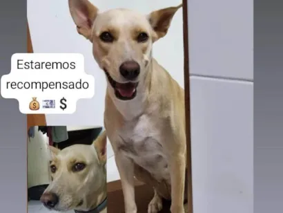 Cachorro raça SRD-ViraLata idade 4 anos nome Eva