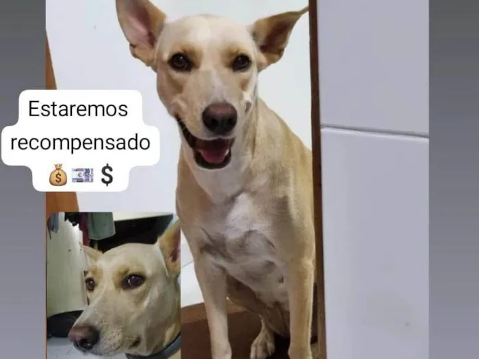 Cachorro ra a SRD-ViraLata idade 4 anos nome Eva