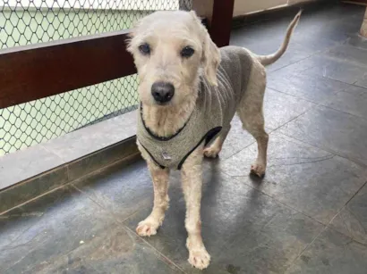 Cachorro raça Shitzu idade 6 ou mais anos nome lupi