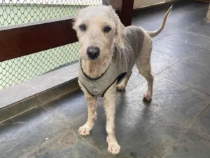 Cachorro raça SRD-ViraLata idade 6 ou mais anos nome GUERREIRO
