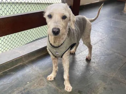 Cachorro raça SRD-ViraLata idade 6 ou mais anos nome GUERREIRO