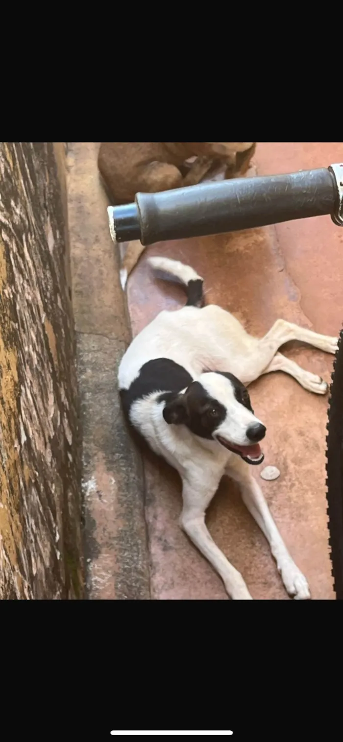 Cachorro ra a SRD-ViraLata idade 7 a 11 meses nome Melissa