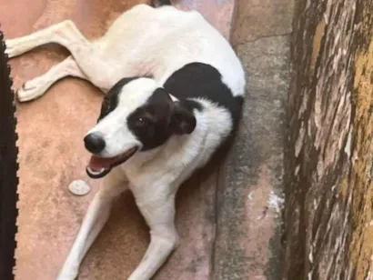 Cachorro raça SRD-ViraLata idade 7 a 11 meses nome Melissa