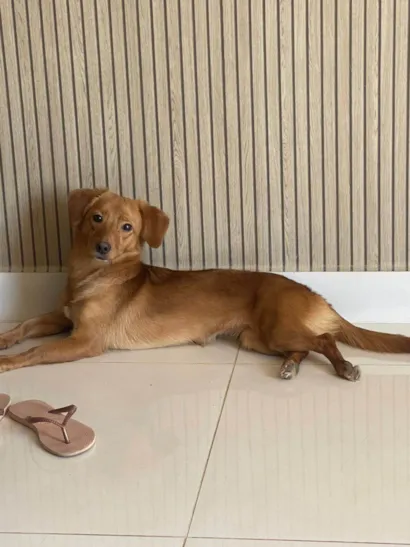 Cachorro raça SRD-ViraLata idade 1 ano nome Meg