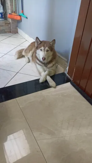 Cachorro raça Husky Siberiano idade 2 anos nome Maia