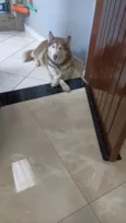 Maia