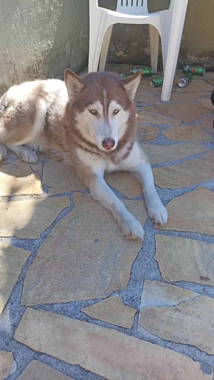 Cachorro ra a Husky Siberiano idade 2 anos nome Maia