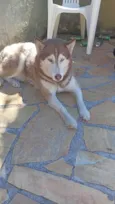 Maia