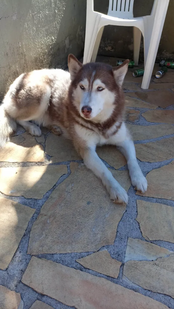 Cachorro ra a Husky Siberiano idade 2 anos nome Maia