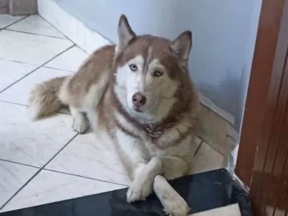 Cachorro raça Husky Siberiano idade 2 anos nome Maia