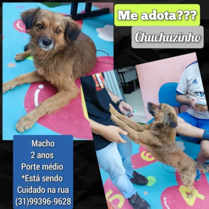 Cachorro raça SRD-ViraLata idade 2 anos nome Chuchuzinho