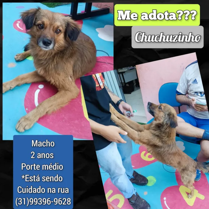 Cachorro ra a SRD-ViraLata idade 2 anos nome Chuchuzinho
