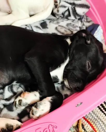 Cachorro raça SRD-ViraLata idade 2 a 6 meses nome Molly 
