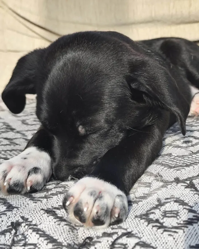 Cachorro ra a SRD-ViraLata idade 2 a 6 meses nome Molly 
