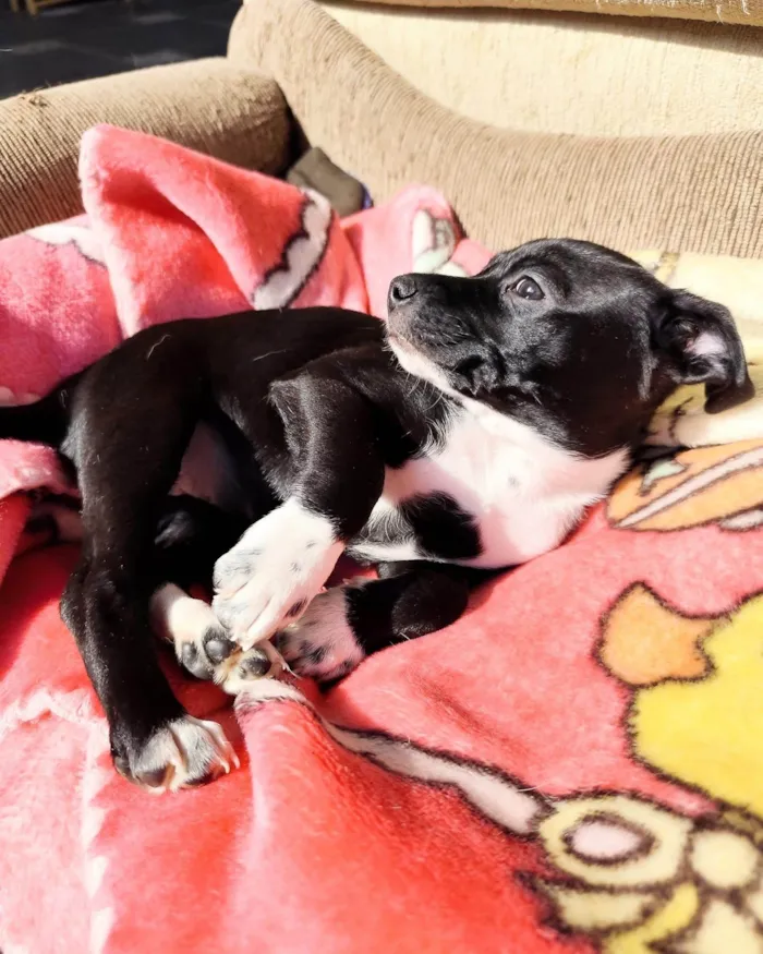 Cachorro ra a SRD-ViraLata idade 2 a 6 meses nome Molly 