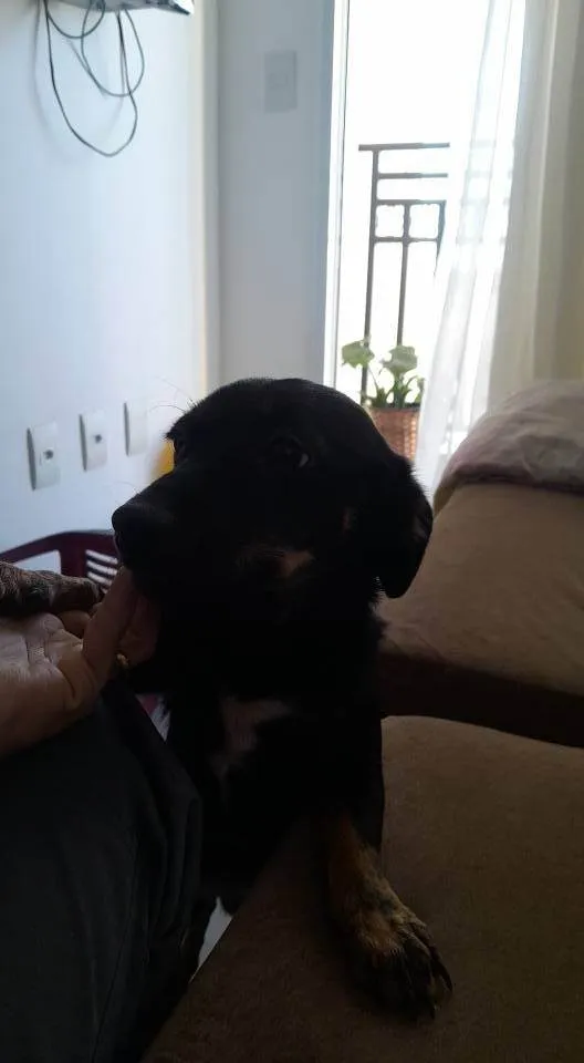 Cachorro ra a SRD-ViraLata idade 7 a 11 meses nome Dorys