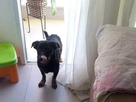 Cachorro ra a SRD-ViraLata idade 7 a 11 meses nome Dorys