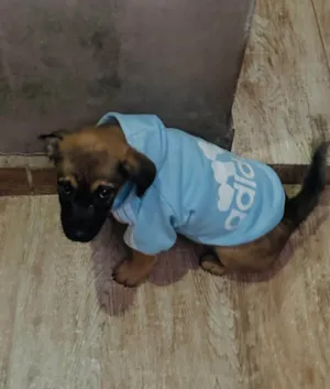 Cachorro raça SRD-ViraLata idade 2 a 6 meses nome Rick 