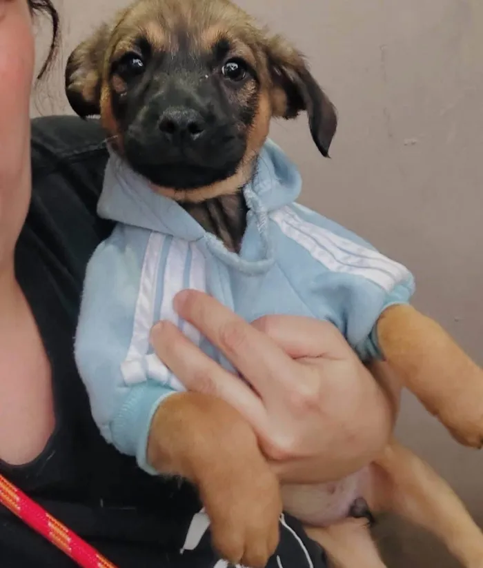 Cachorro ra a SRD-ViraLata idade 2 a 6 meses nome Rick 