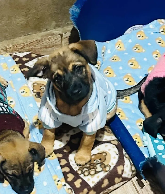 Cachorro ra a SRD-ViraLata idade 2 a 6 meses nome Rick 