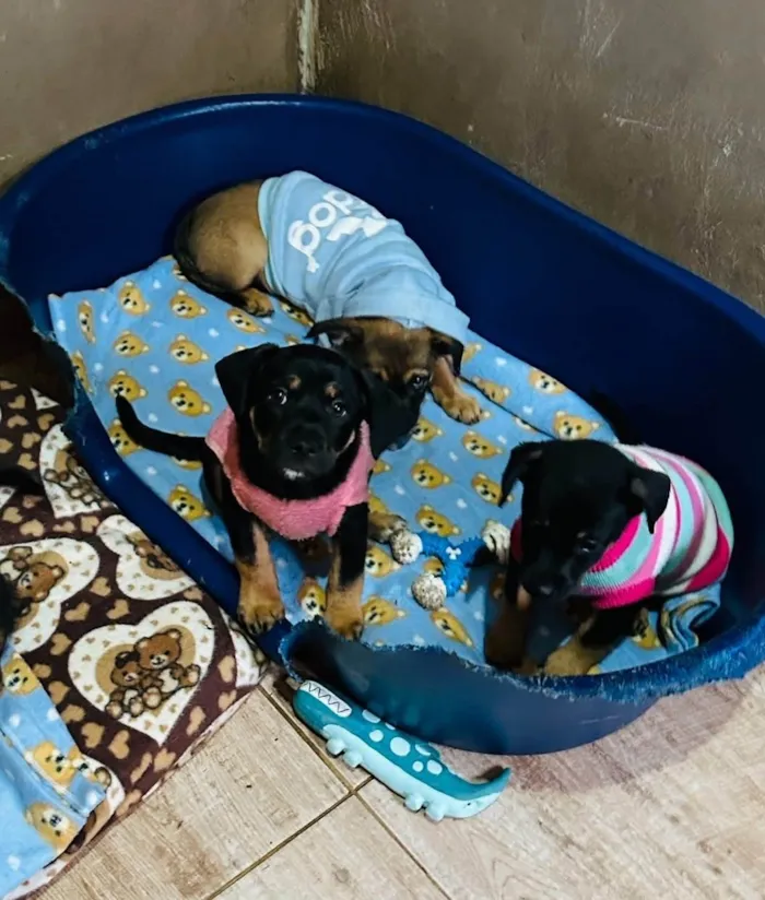 Cachorro ra a SRD-ViraLata idade 2 a 6 meses nome Rick 