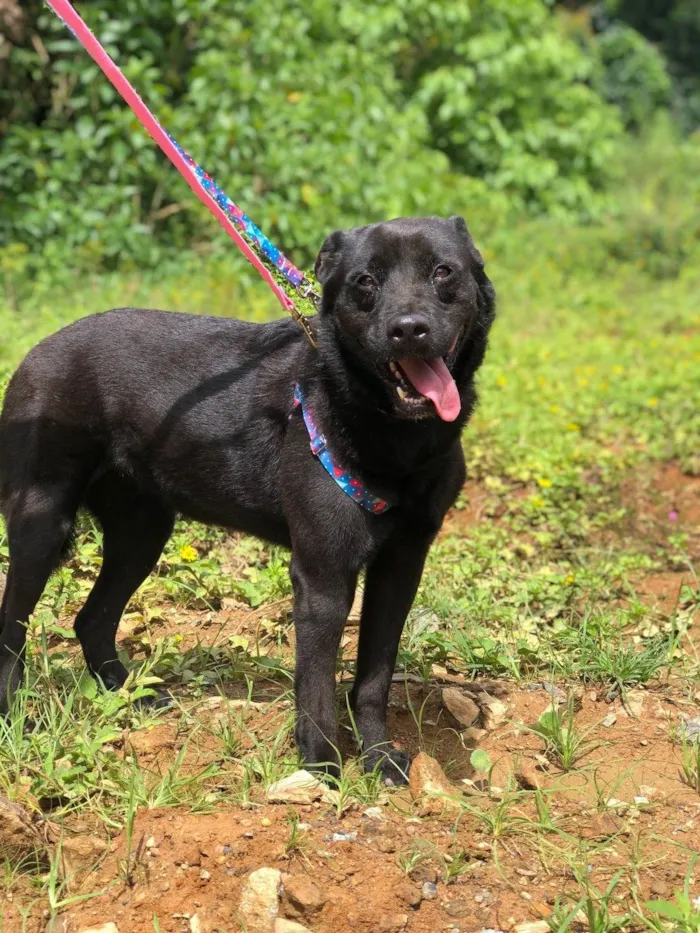 Cachorro ra a SRD-ViraLata idade 6 ou mais anos nome Pietra