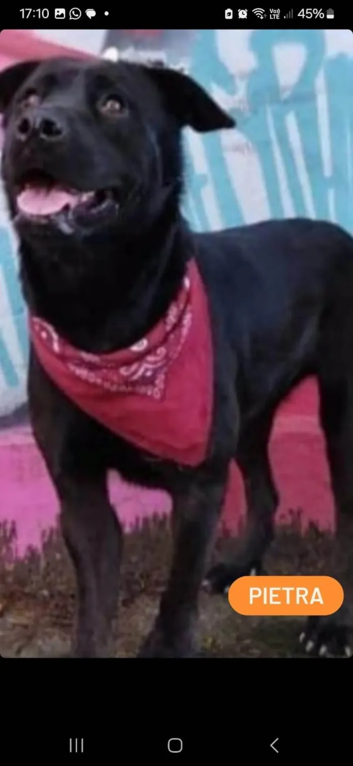 Cachorro ra a SRD-ViraLata idade 6 ou mais anos nome Pietra